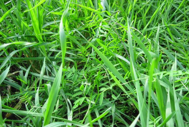 Post Emergence Herbicide